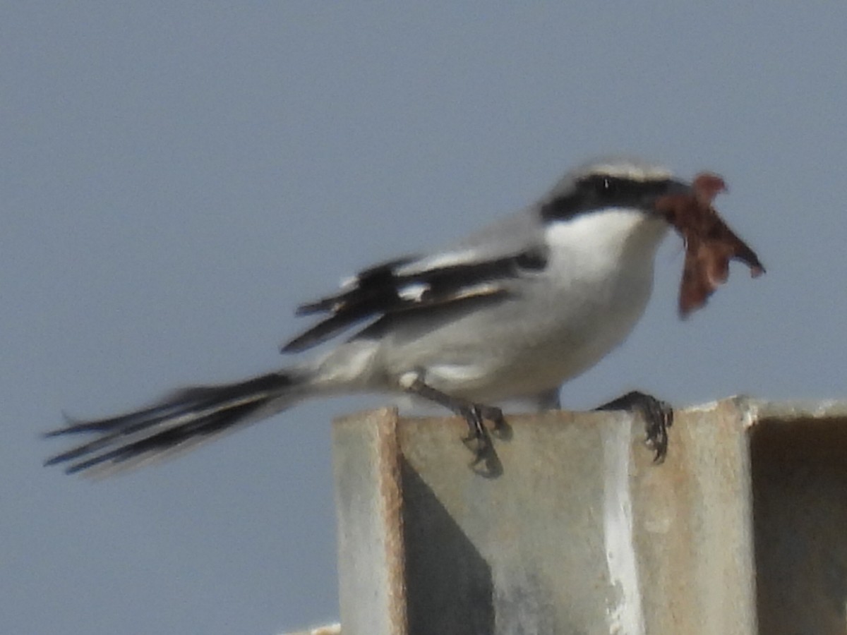 Loggerhead Shrike - ML647600683