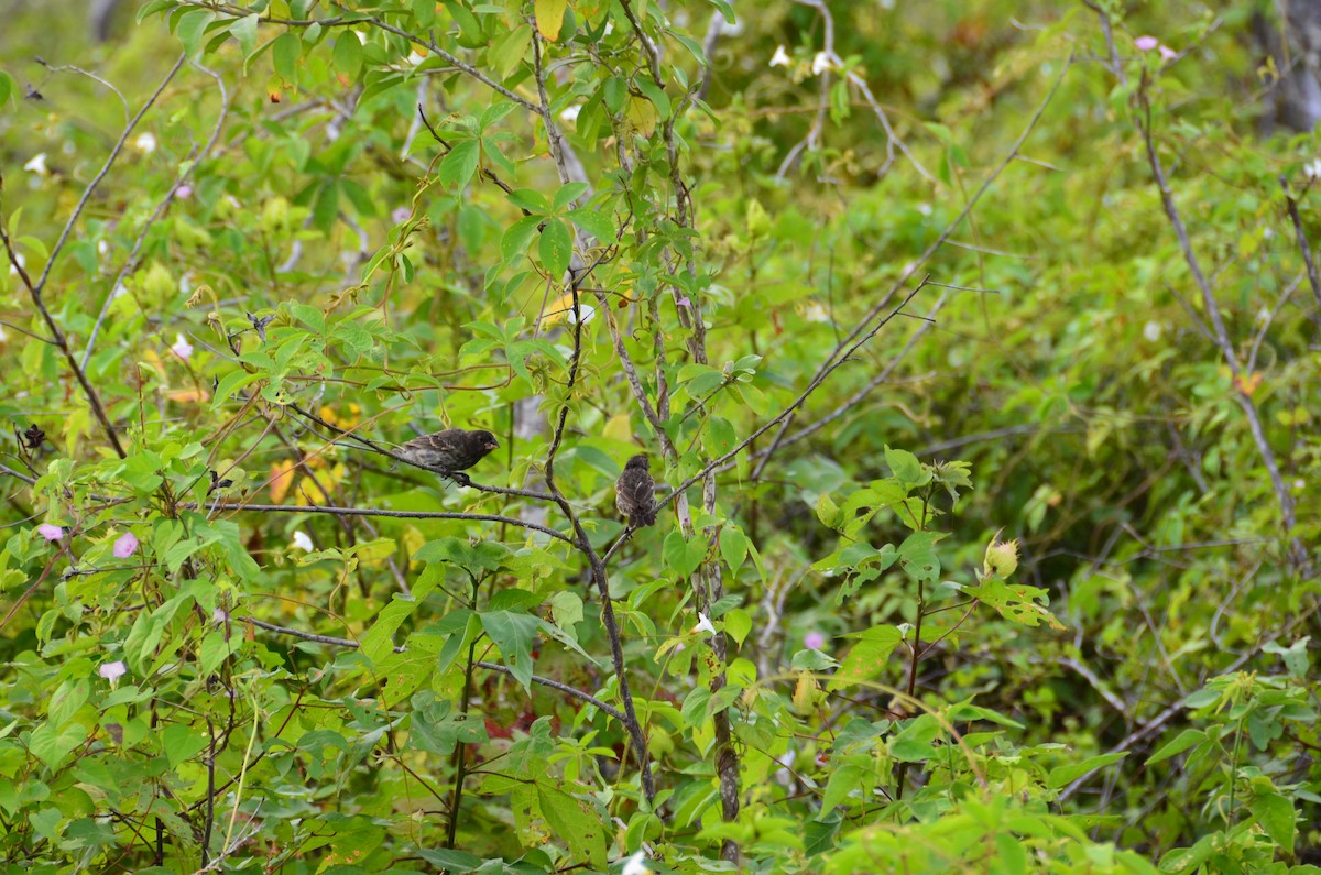 Medium Ground-Finch - ML647600684