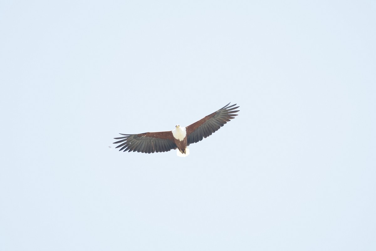 African Fish-Eagle - ML647600685