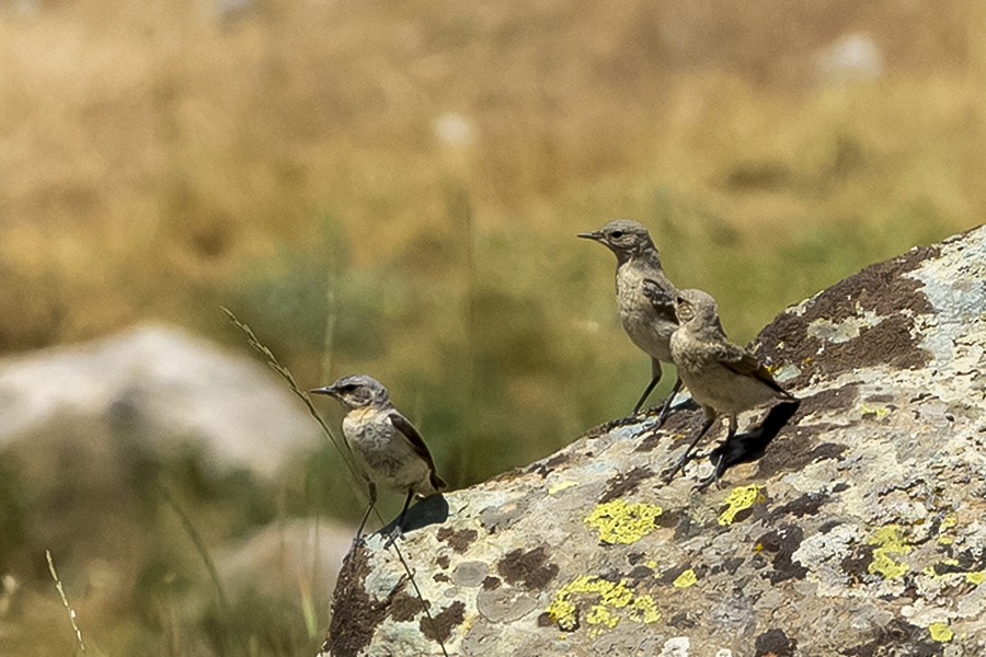 Buztanzuri arrunta - ML647600686