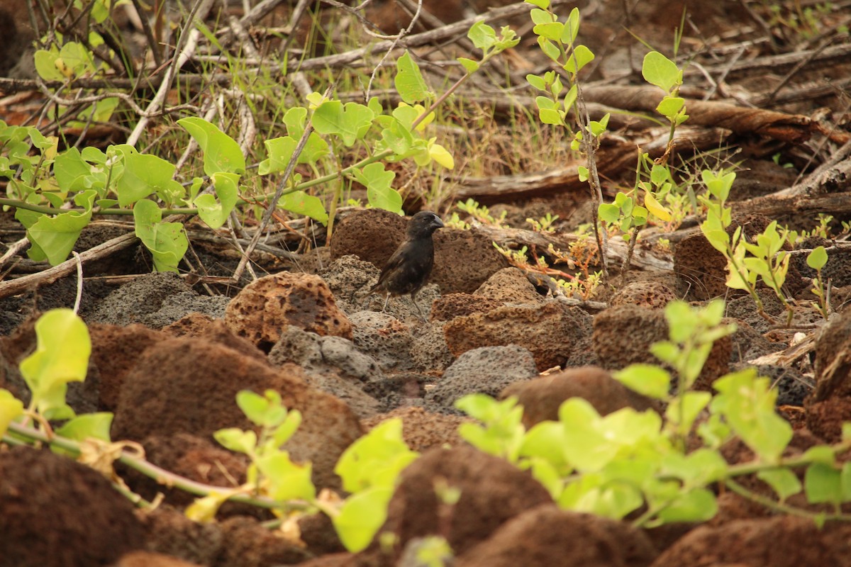 Large Ground-Finch - ML647600687