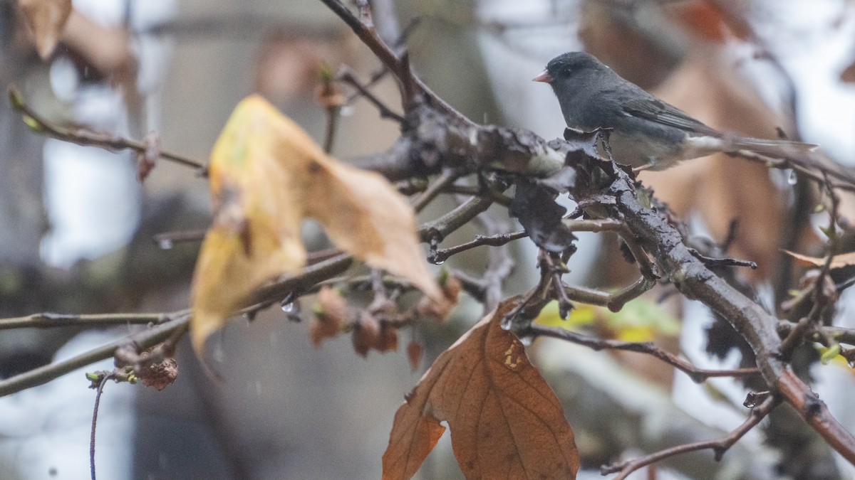 Dark-eyed Junco (Slate-colored) - ML647600688