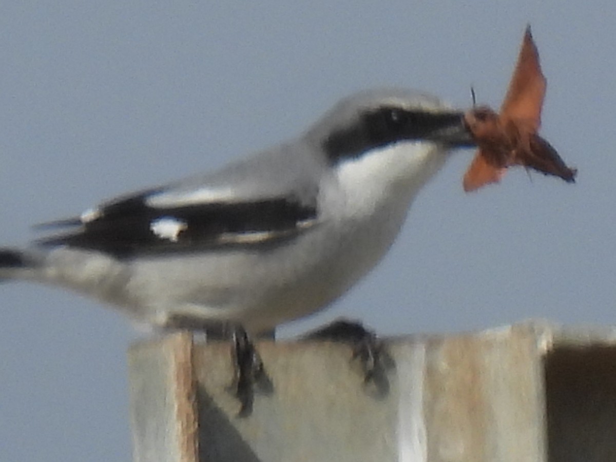 Loggerhead Shrike - ML647600689