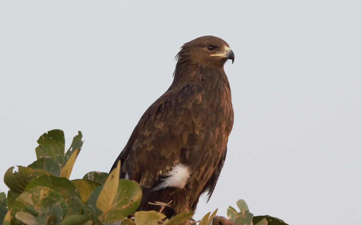 Arrano pikarta - ML647600690