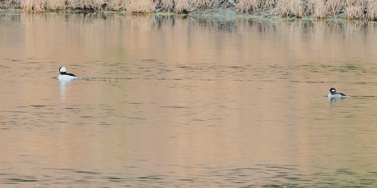 Murgilari buruzuria - ML647600691