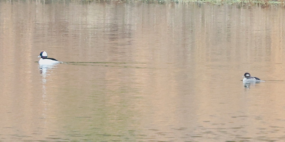 Murgilari buruzuria - ML647600692