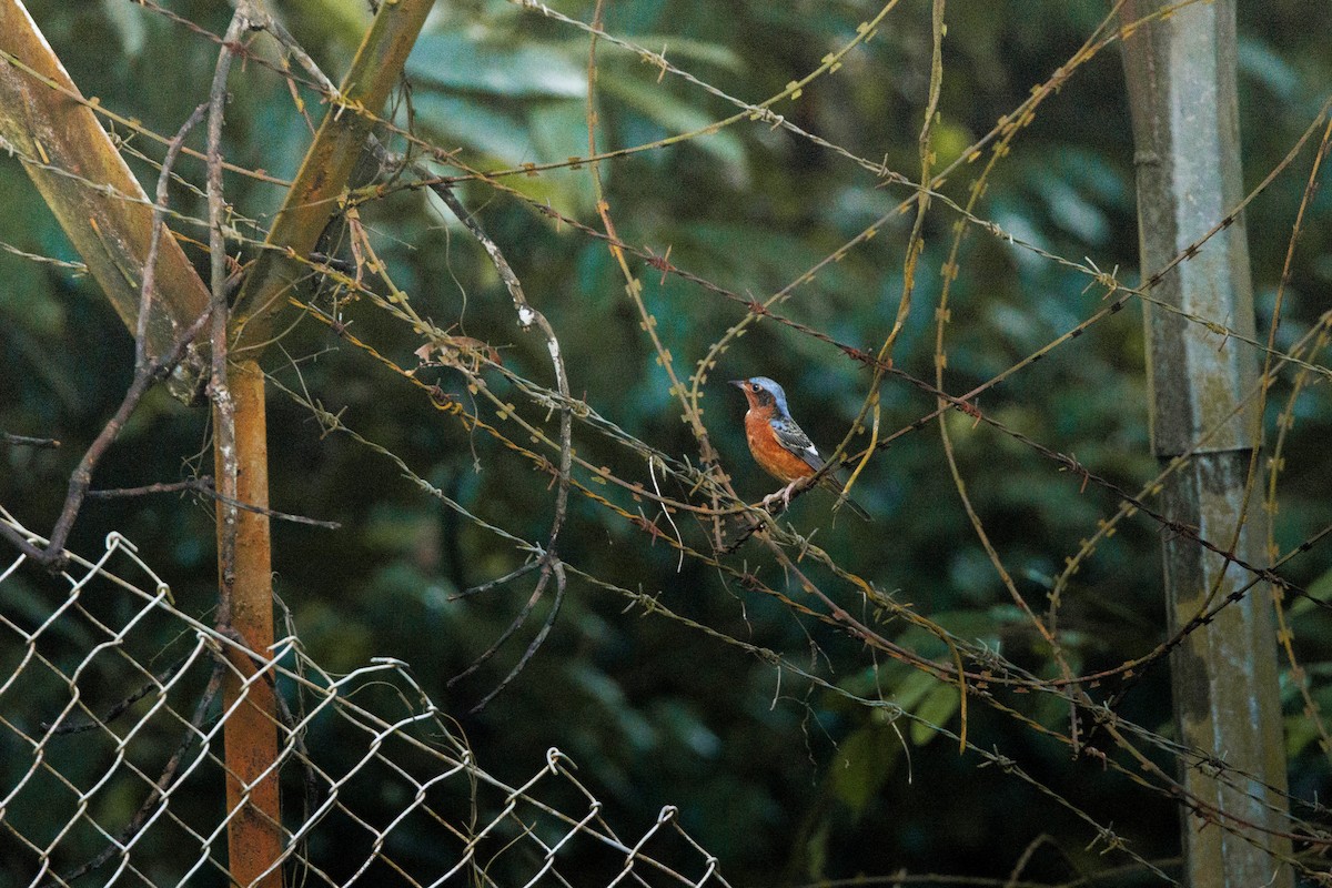 White-throated Rock-Thrush - ML647600695