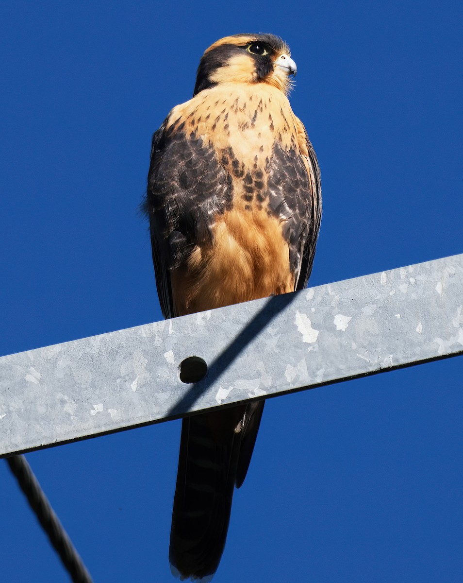 Belatz galtzaduna - ML647600696