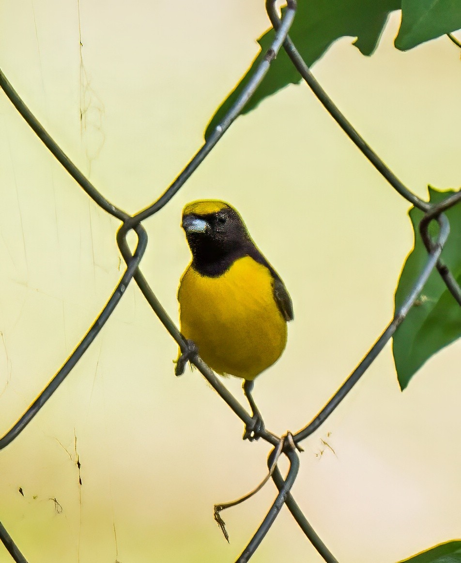 Purple-throated Euphonia - ML647600697