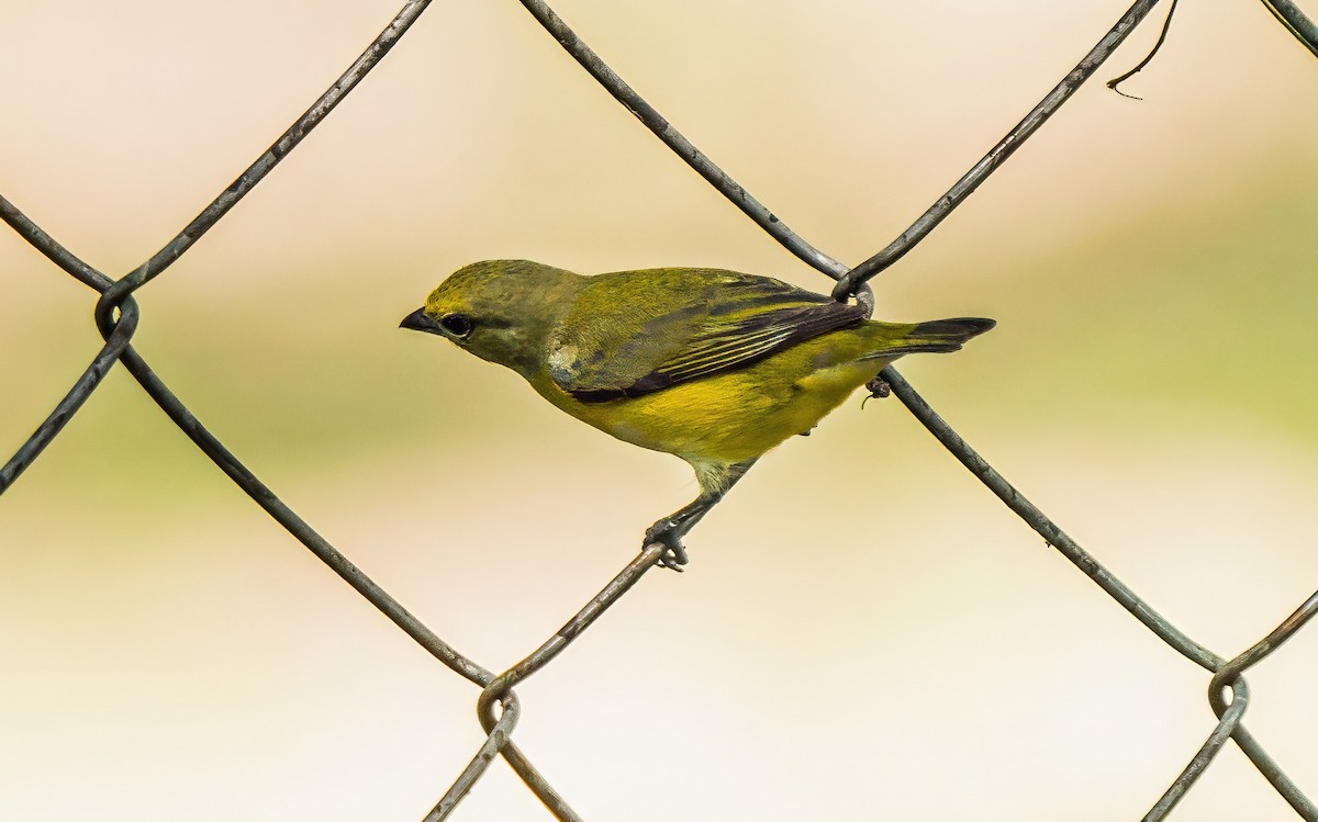 Purple-throated Euphonia - ML647600698