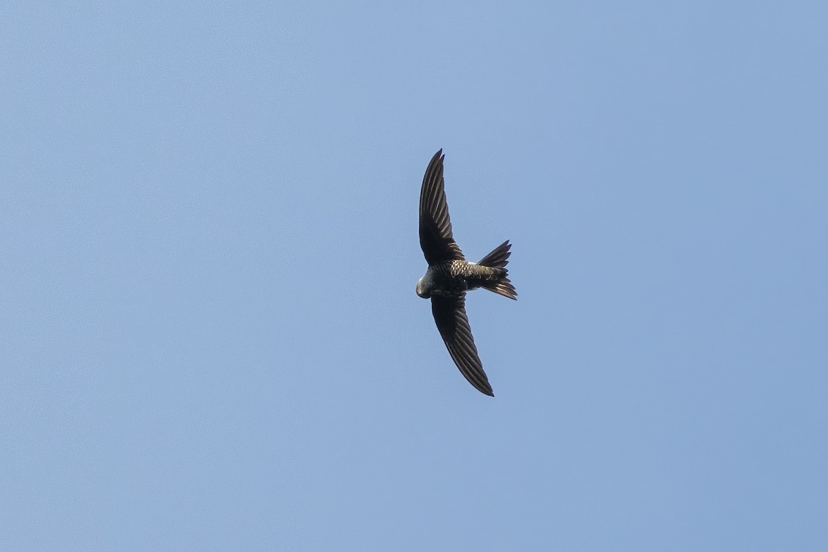 Sorbeltz siberiarra - ML647600700