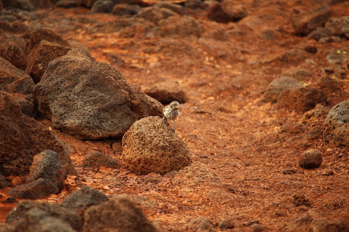 Medium Ground-Finch - ML647600701