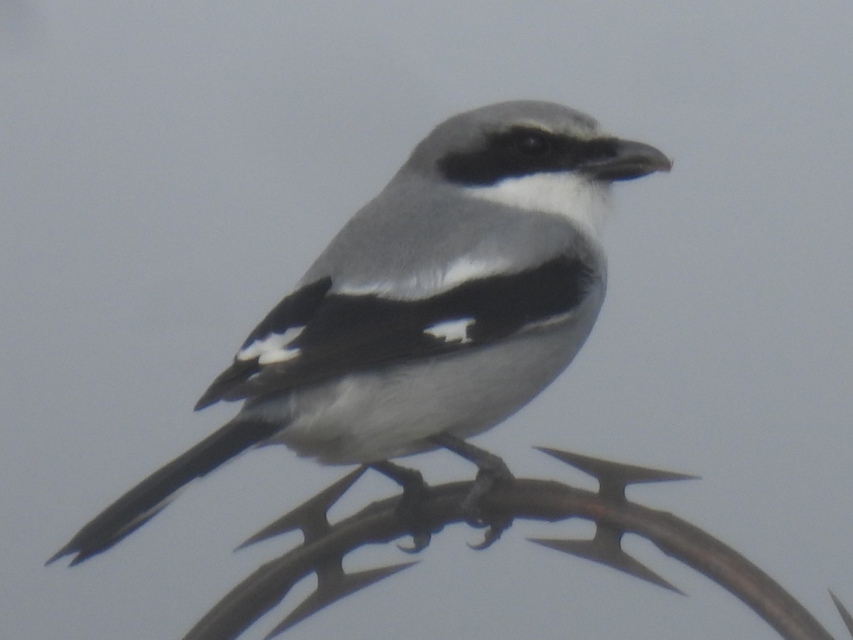 Loggerhead Shrike - ML647600702