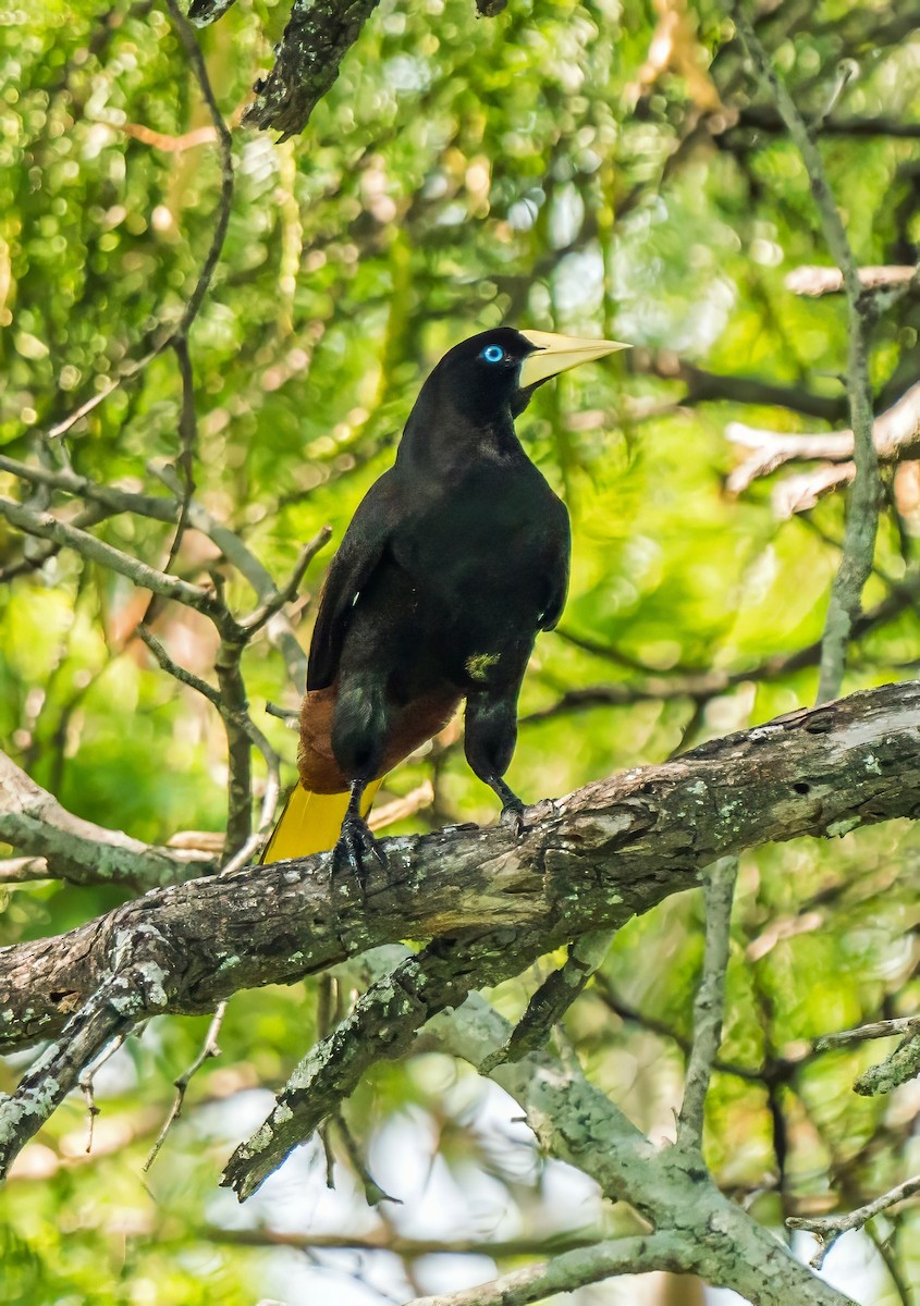 Crested Oropendola - ML647600703