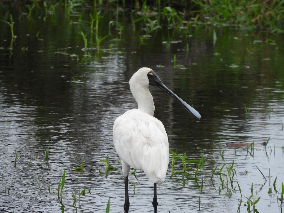 Mokozabal burubeltza - ML647600704