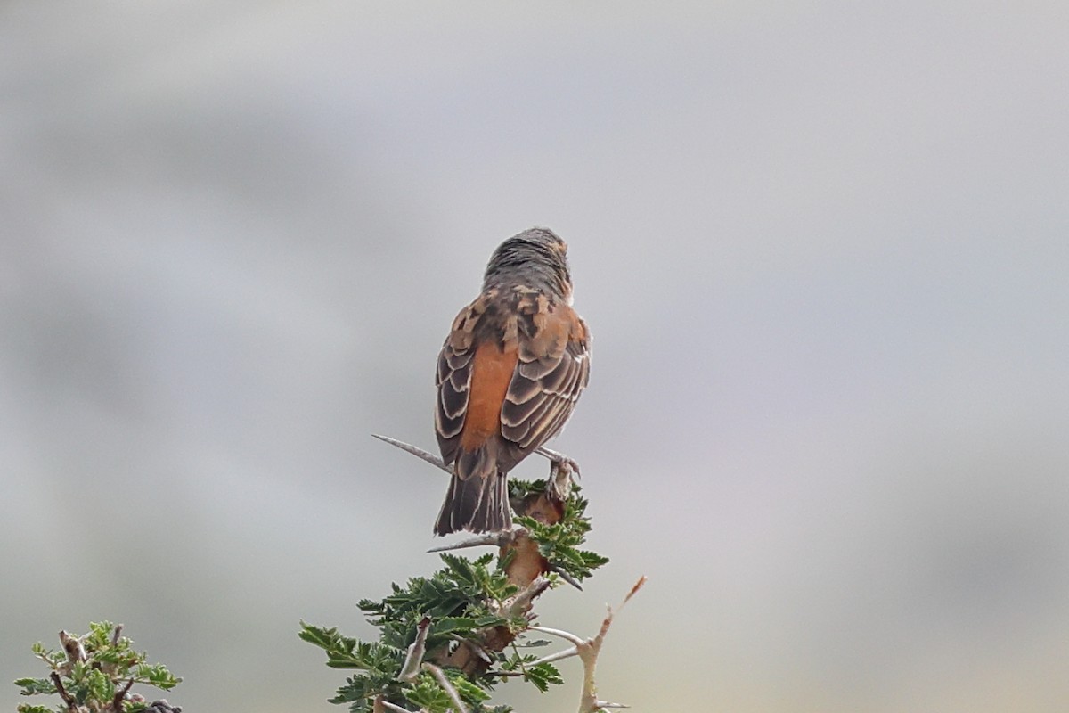 Kenya Rufous Sparrow - ML647600705