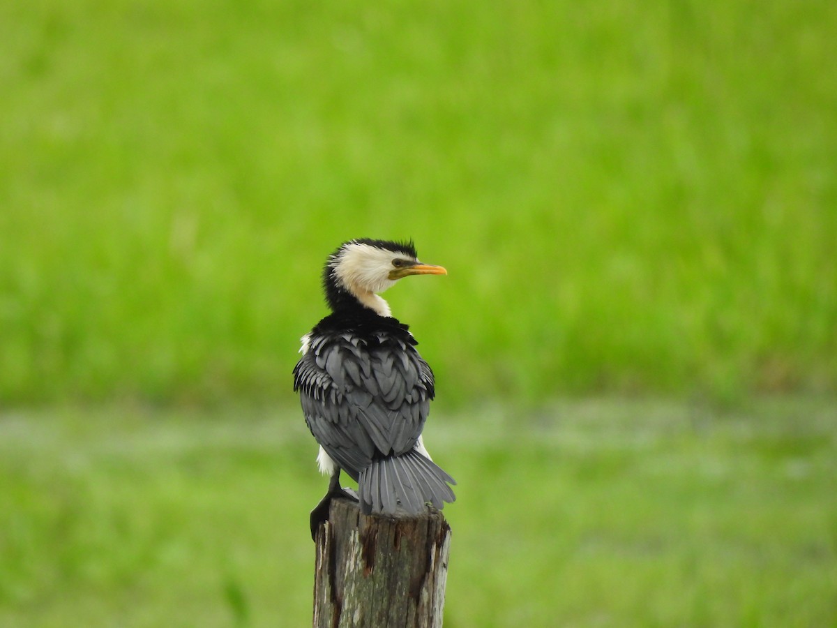 Little Pied Cormorant - ML647600706