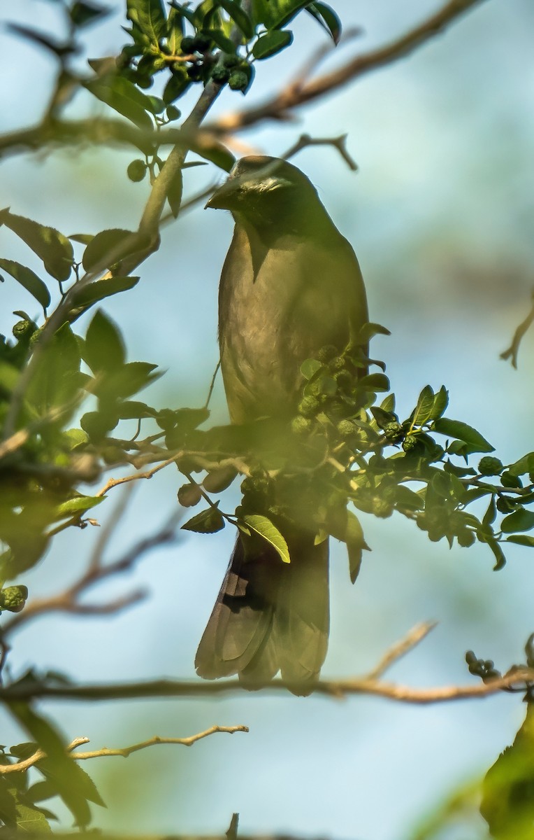 Bluish-gray Saltator - ML647600708