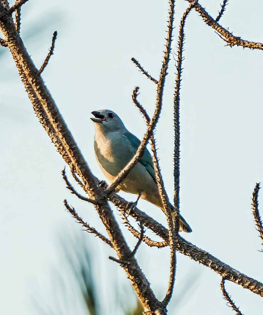 Sayaca Tanager - ML647600709