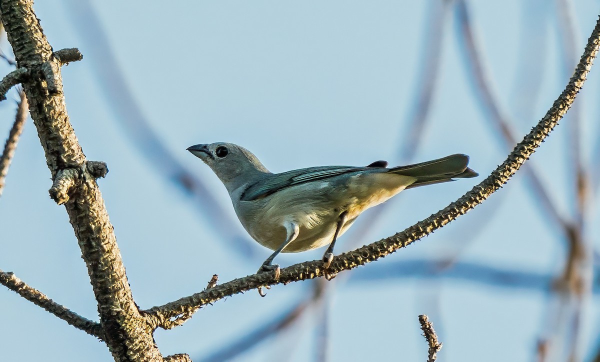 Sayaca Tanager - ML647600710