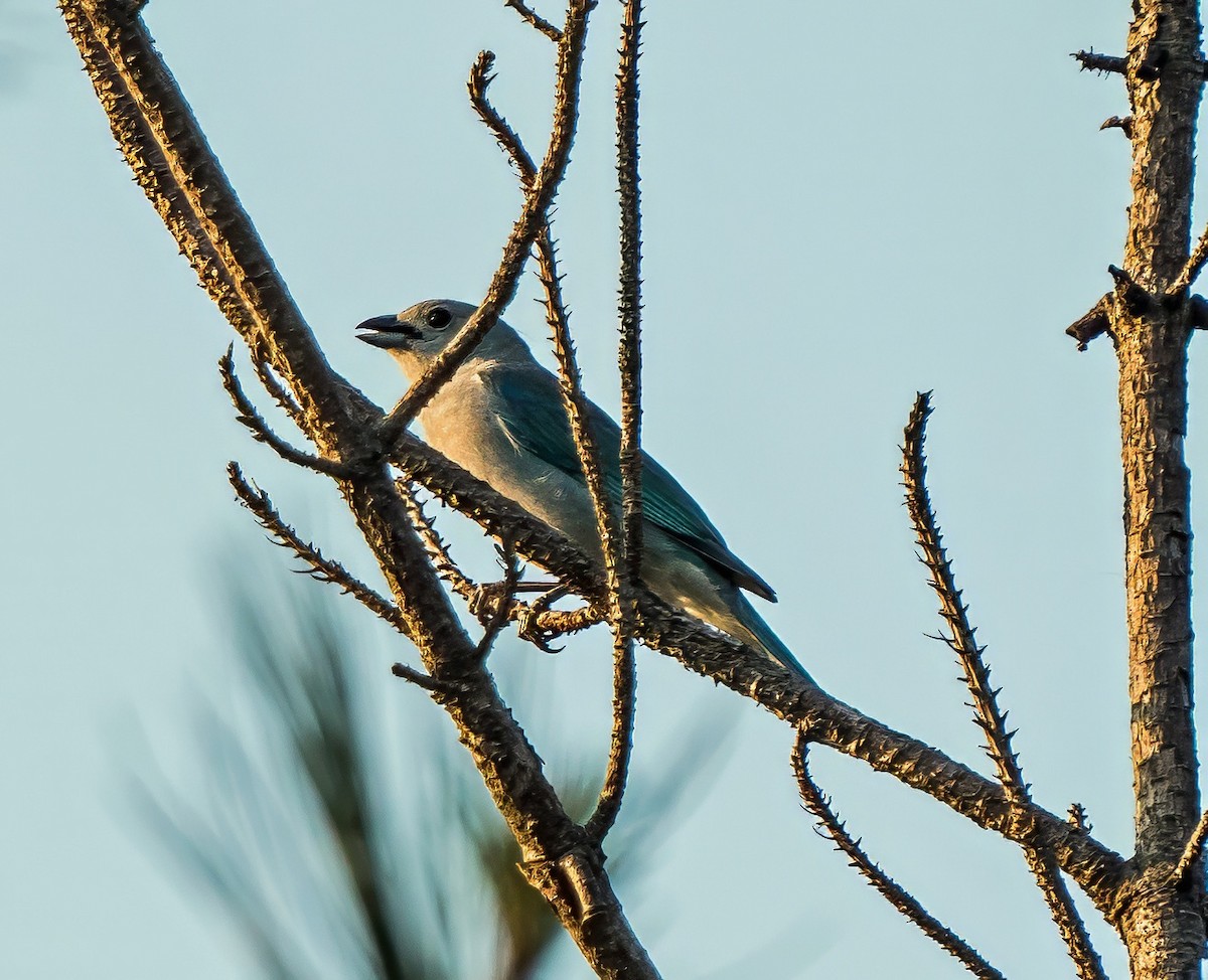Sayaca Tanager - ML647600711