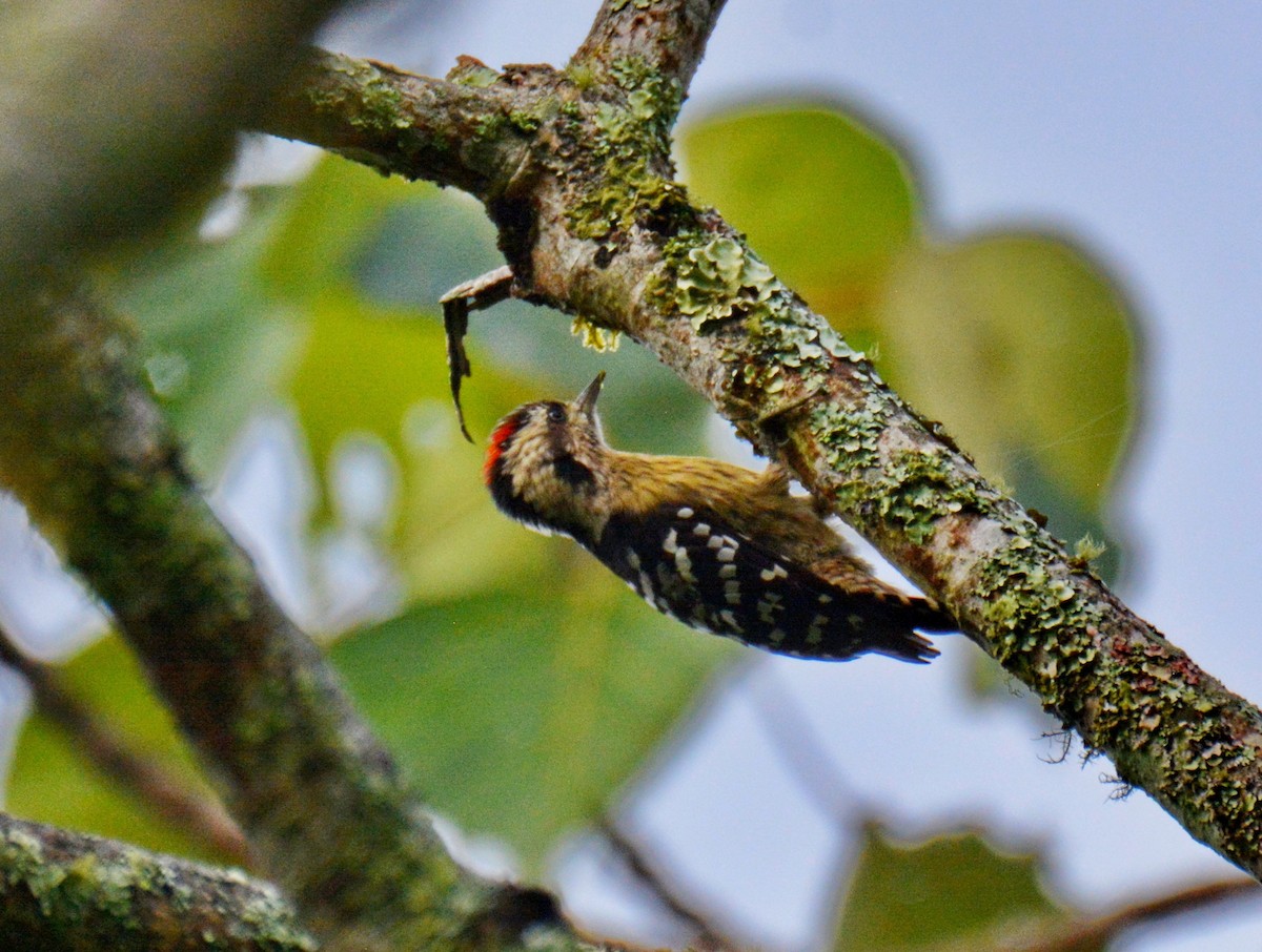 Gray-capped Pygmy Woodpecker - ML647600712