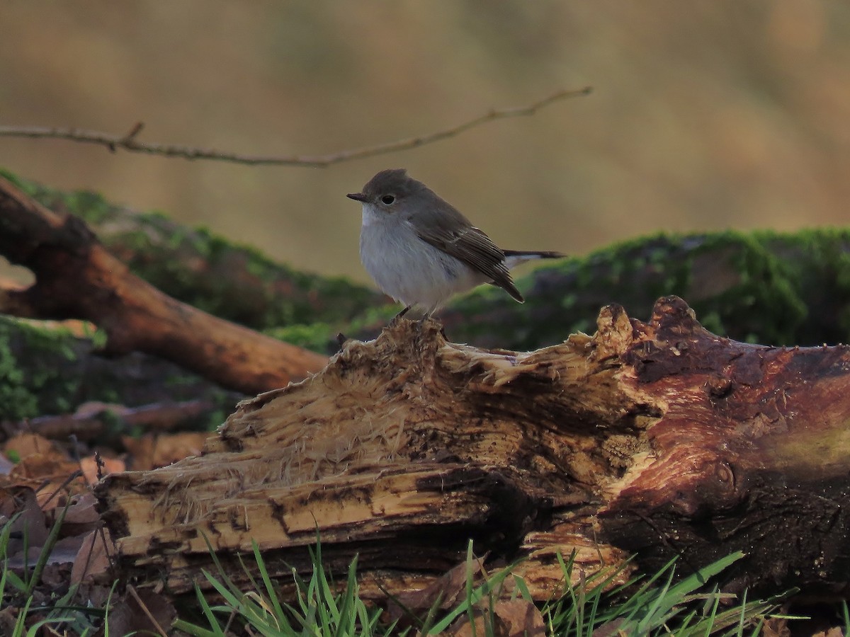 Taiga Flycatcher - ML647600713