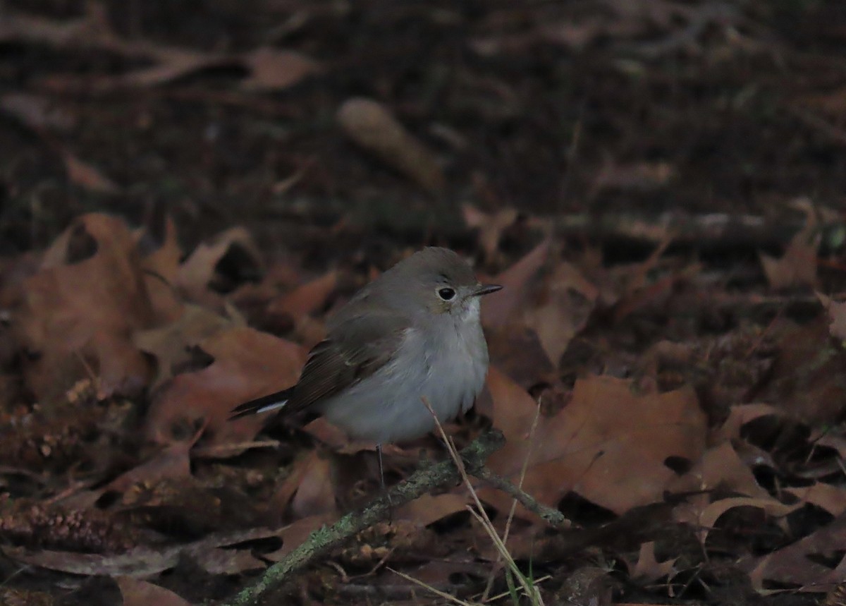Taiga Flycatcher - ML647600714