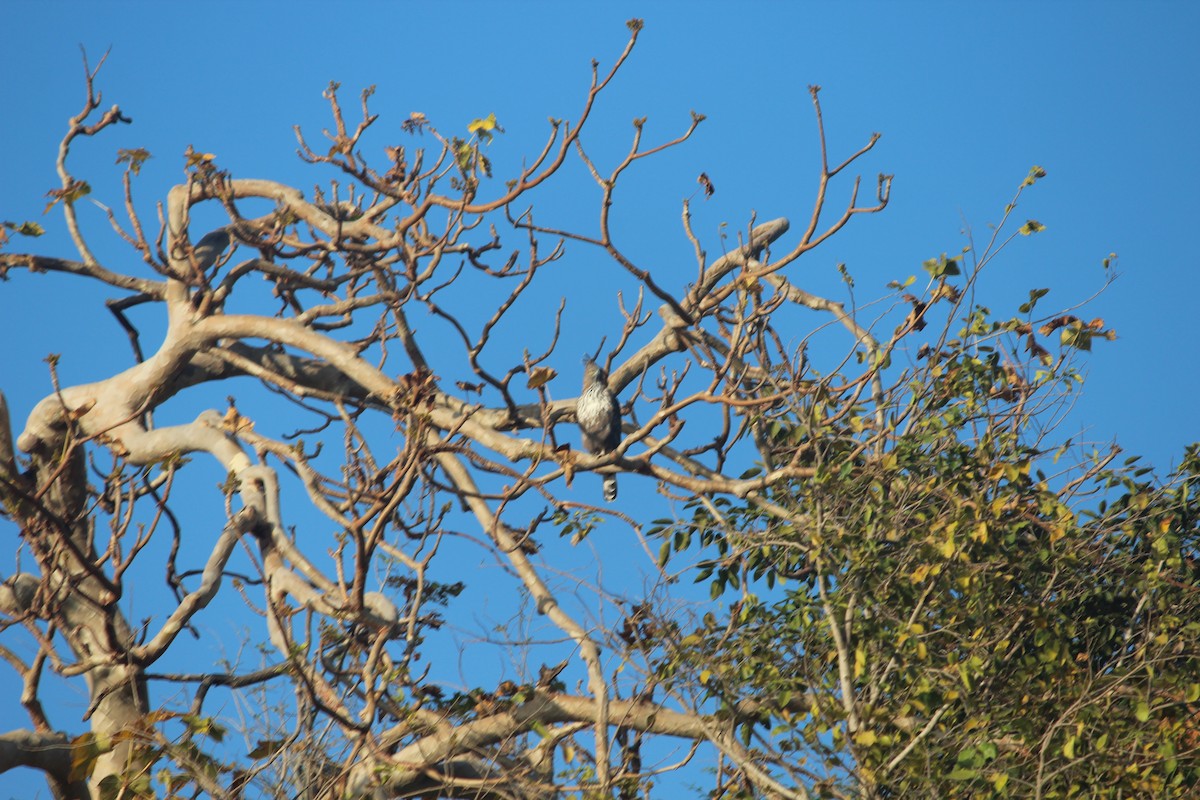 Changeable Hawk-Eagle (Crested) - ML647600715