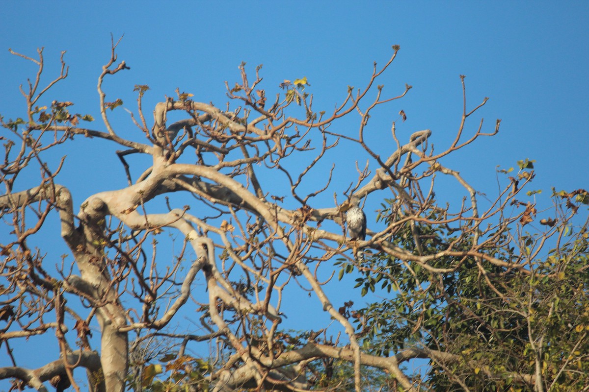 Changeable Hawk-Eagle (Crested) - ML647600716