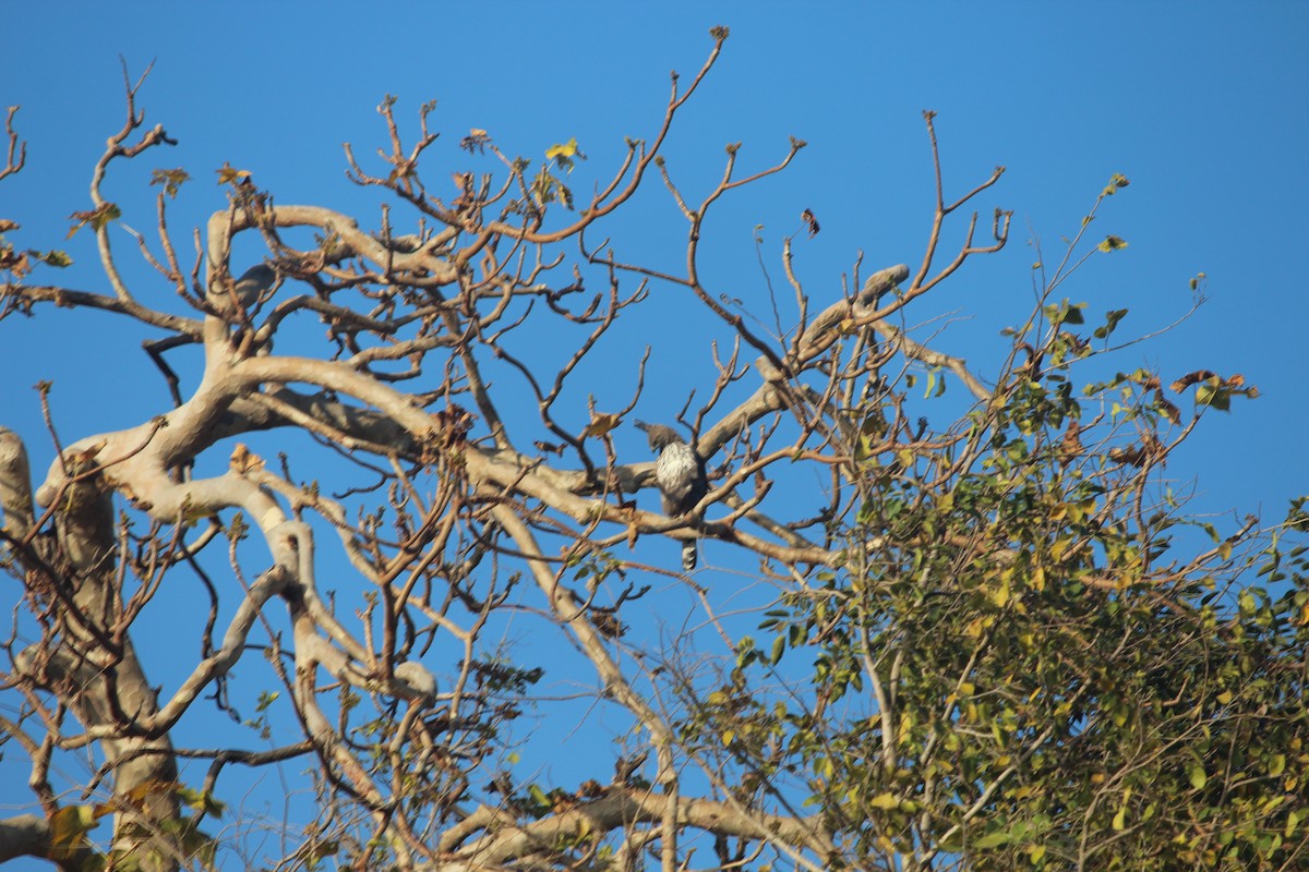 Changeable Hawk-Eagle (Crested) - ML647600717
