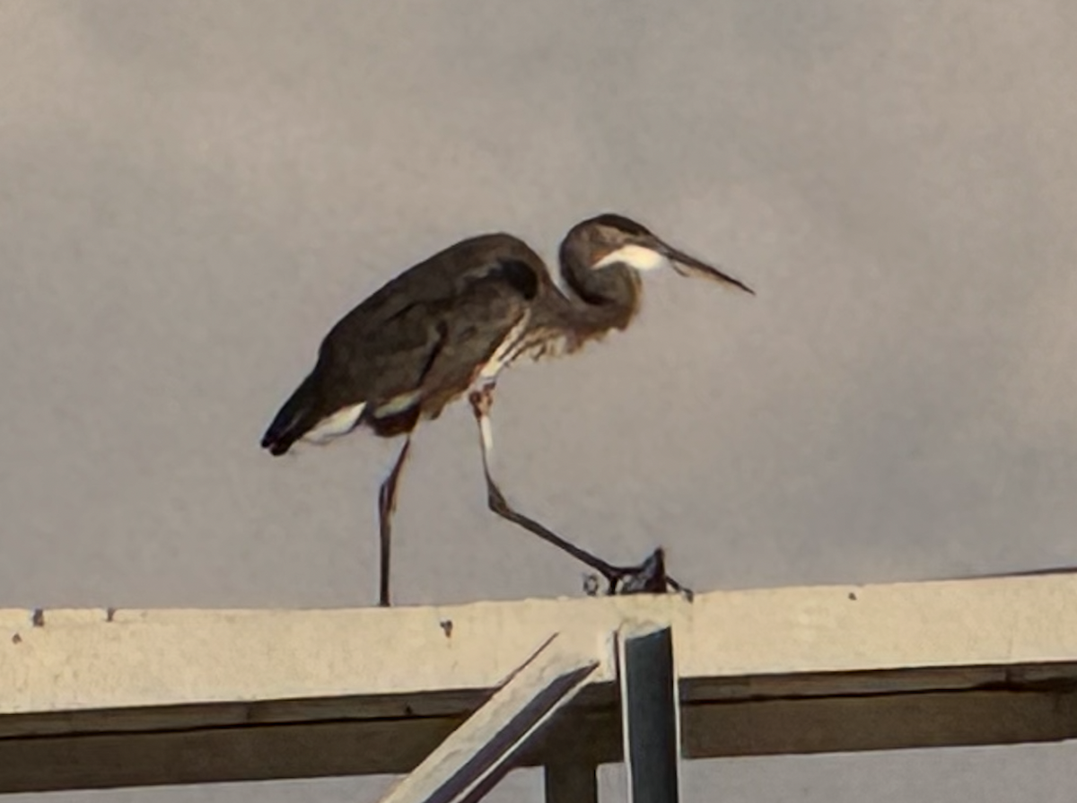 heron sp. - ML647600718