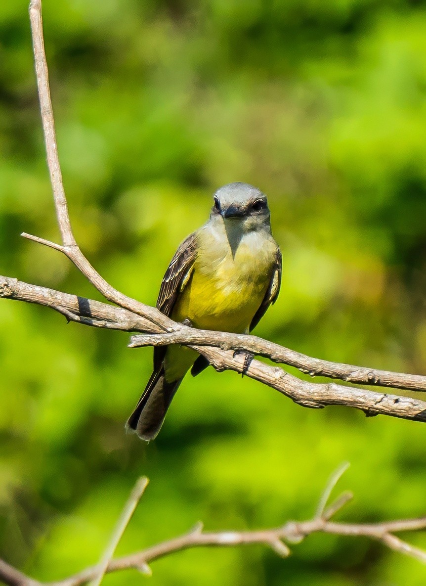 Tropical Kingbird - ML647600719