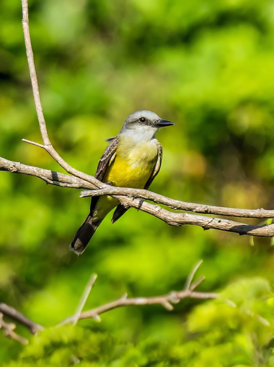 Tropical Kingbird - ML647600720