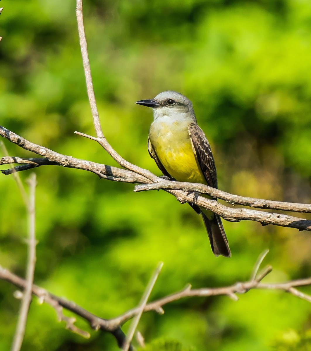 Tropical Kingbird - ML647600721
