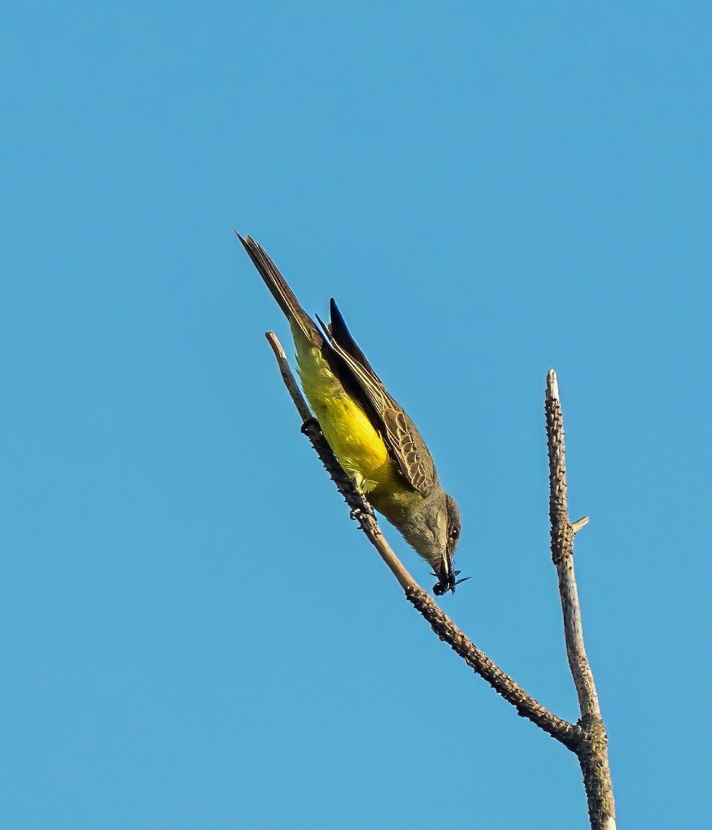 Tropical Kingbird - ML647600722