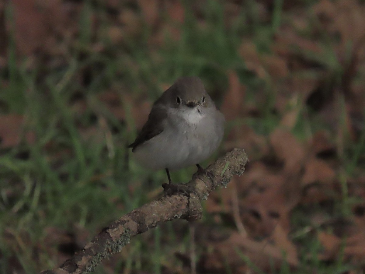 Taiga Flycatcher - ML647600723