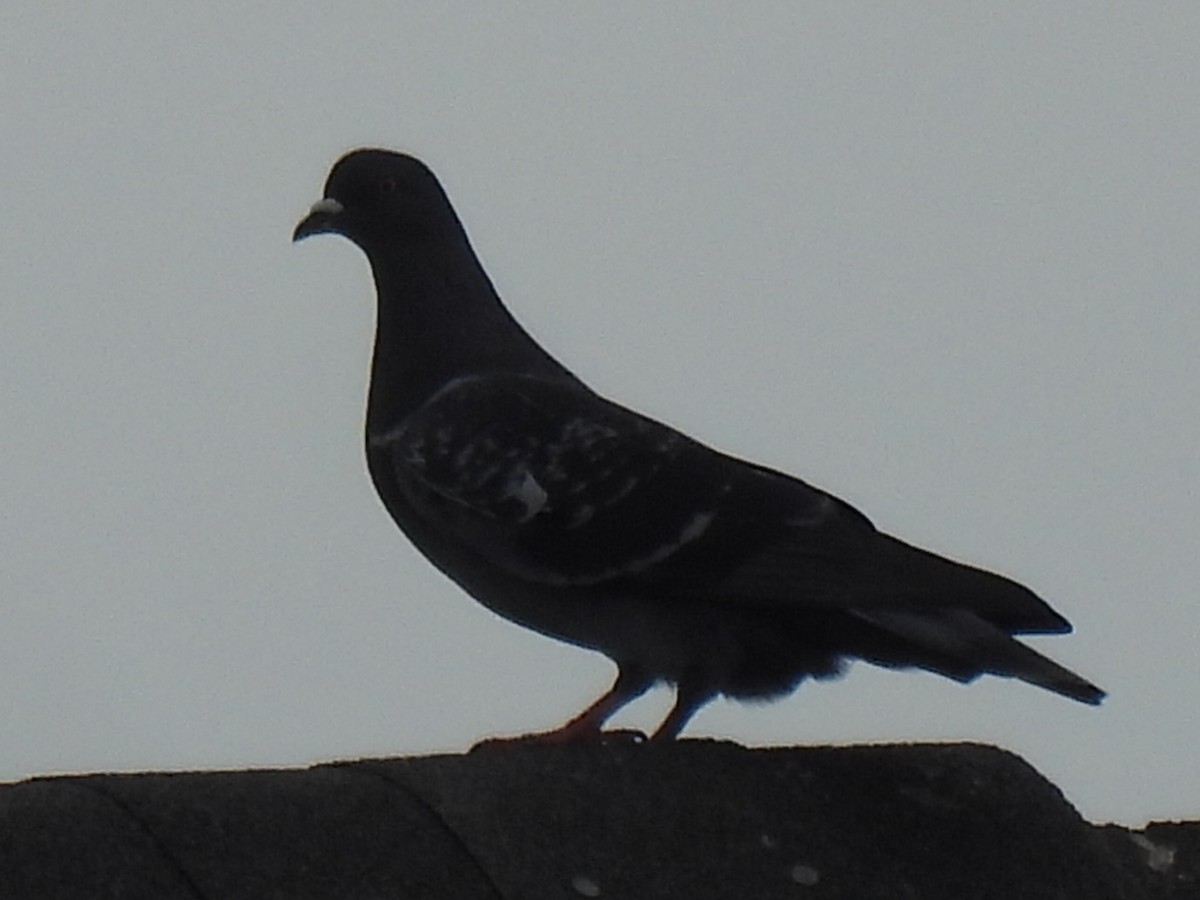 Rock Pigeon (Feral Pigeon) - ML647600724