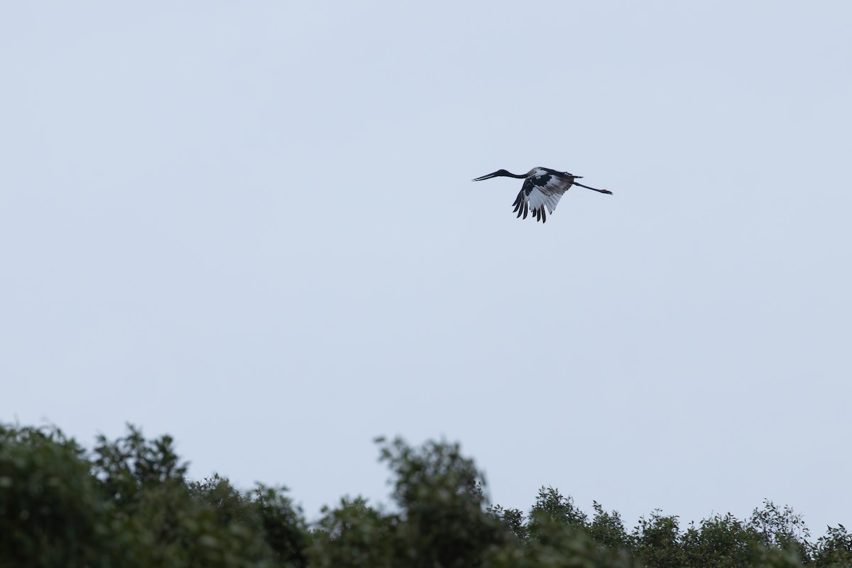Black-necked Stork - ML647600726