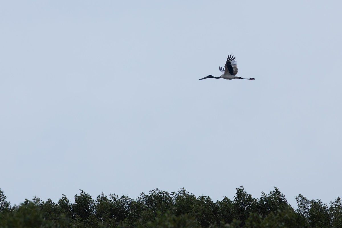 Black-necked Stork - ML647600727