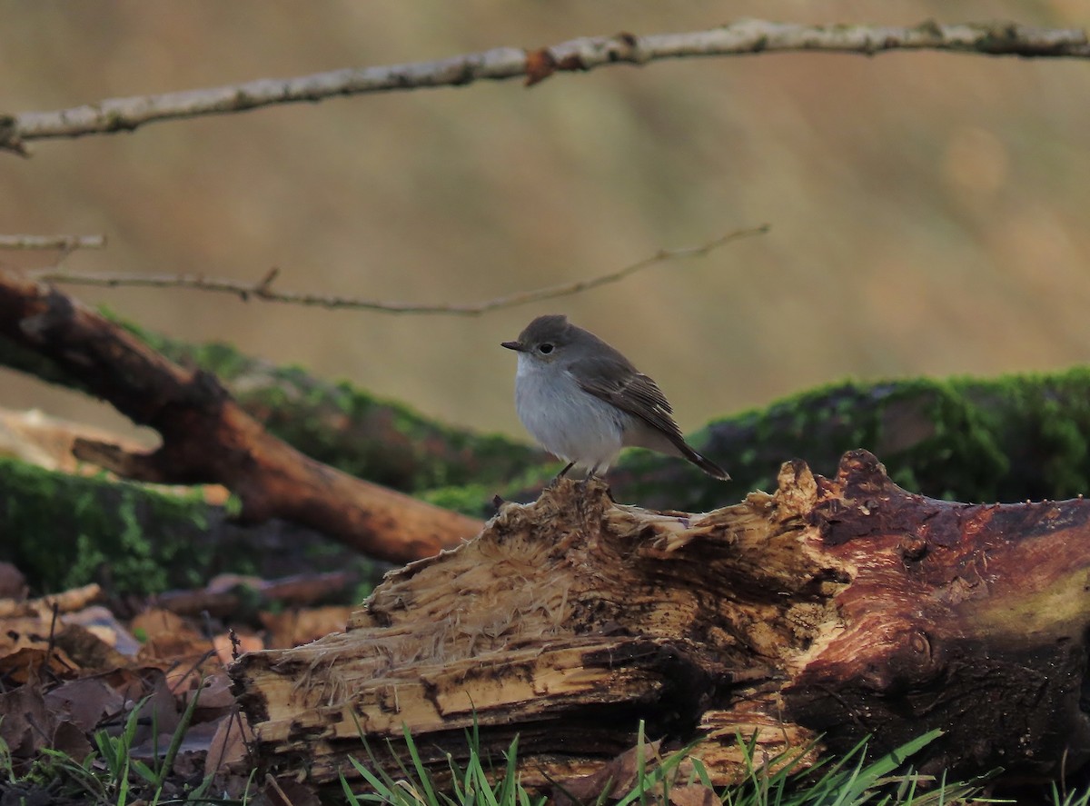 Taiga Flycatcher - ML647600728