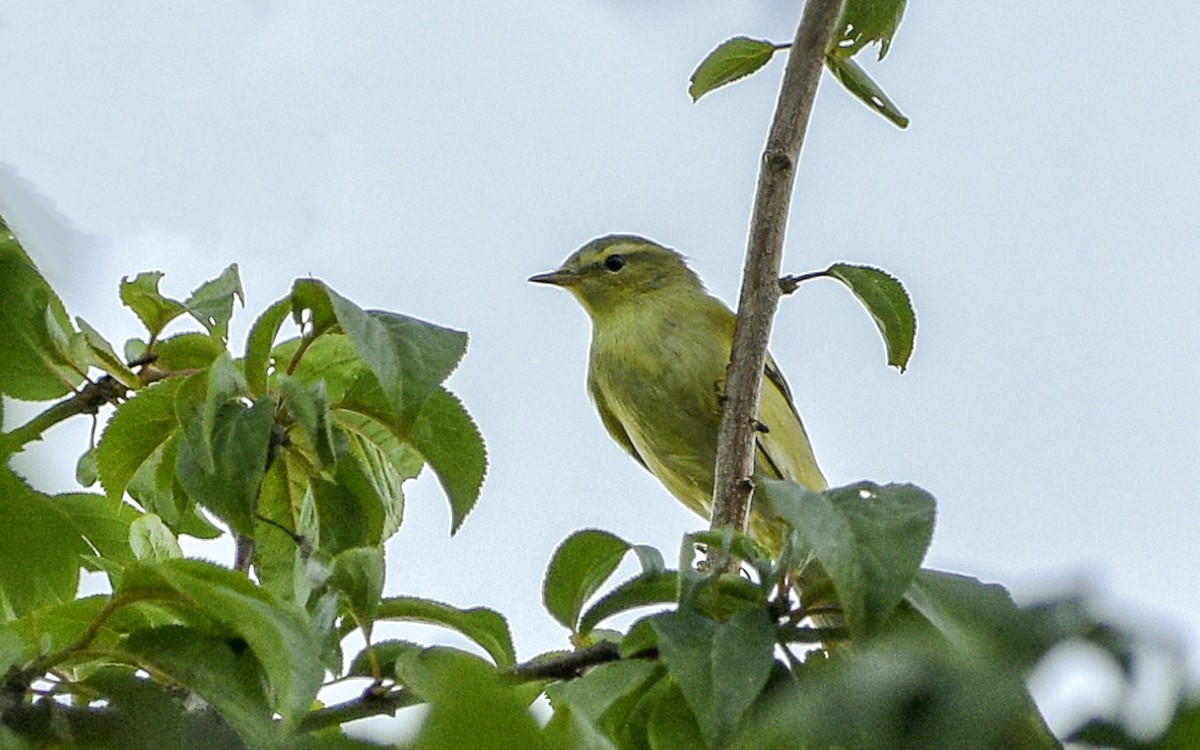 Willow Warbler - ML647600729