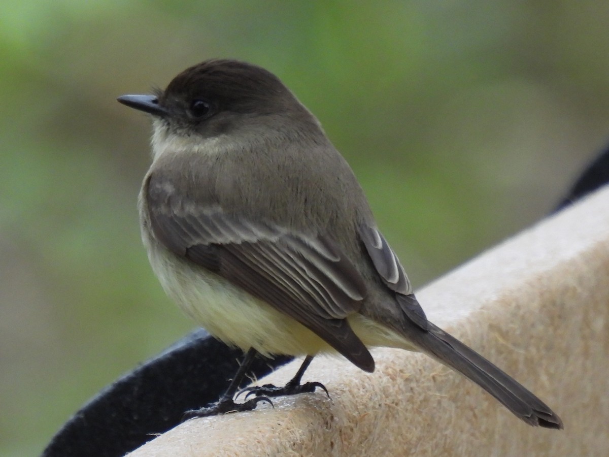Eastern Phoebe - ML647600730