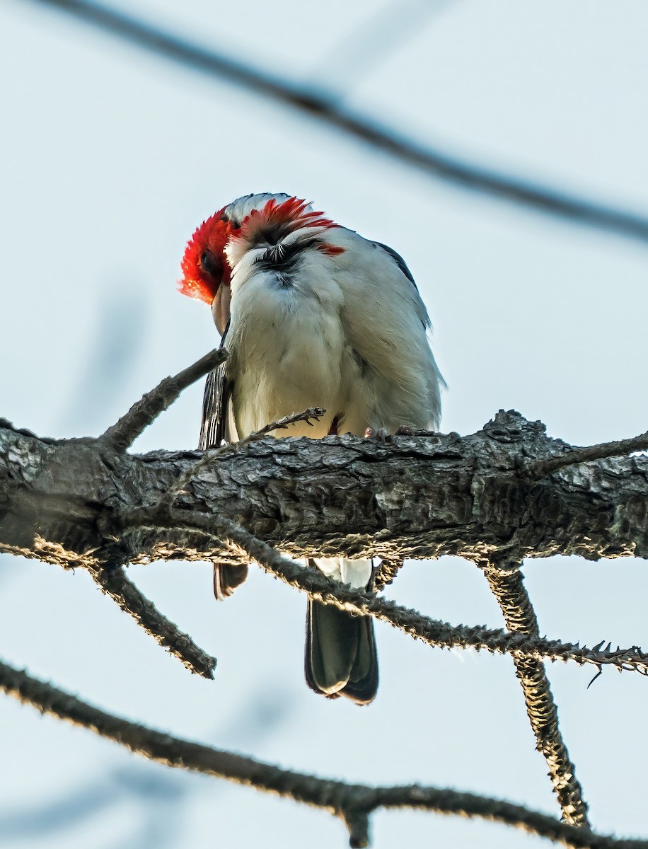 Red-crested Cardinal - ML647600731