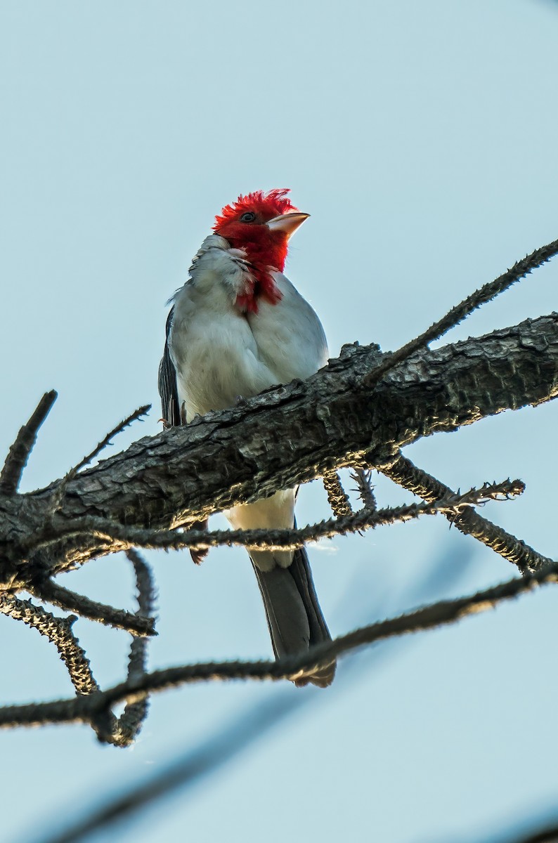 Red-crested Cardinal - ML647600732