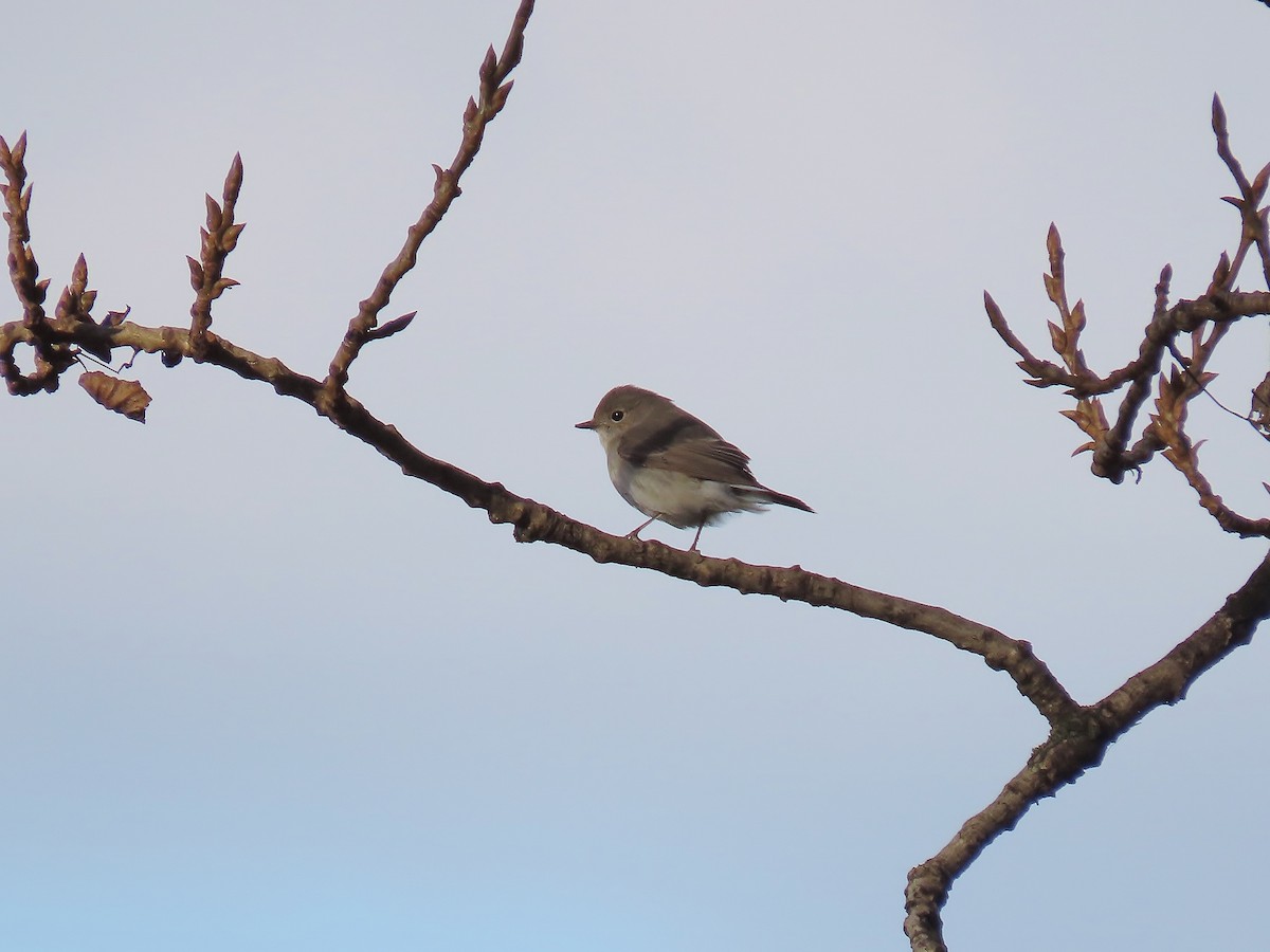 Dark-eyed Junco - ML647600733
