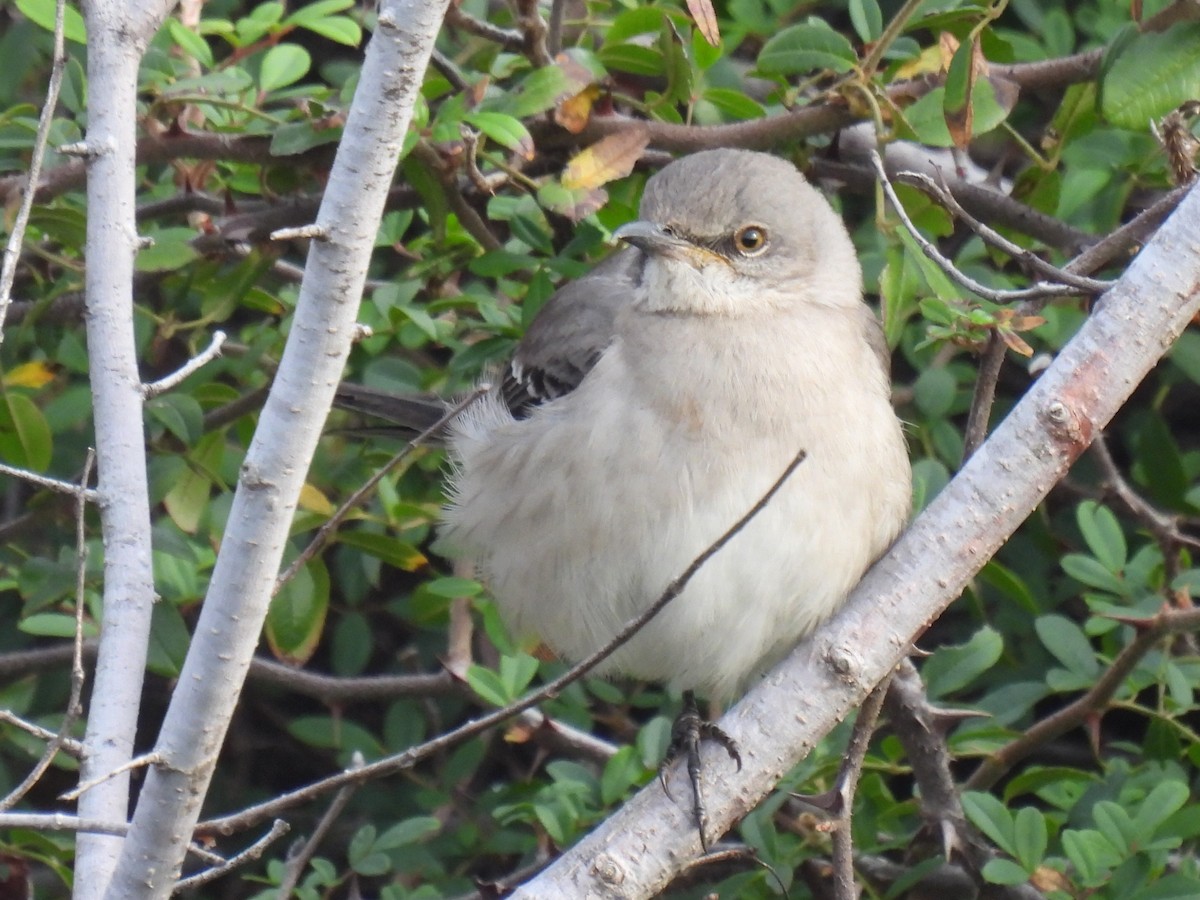 Northern Mockingbird - ML647600735