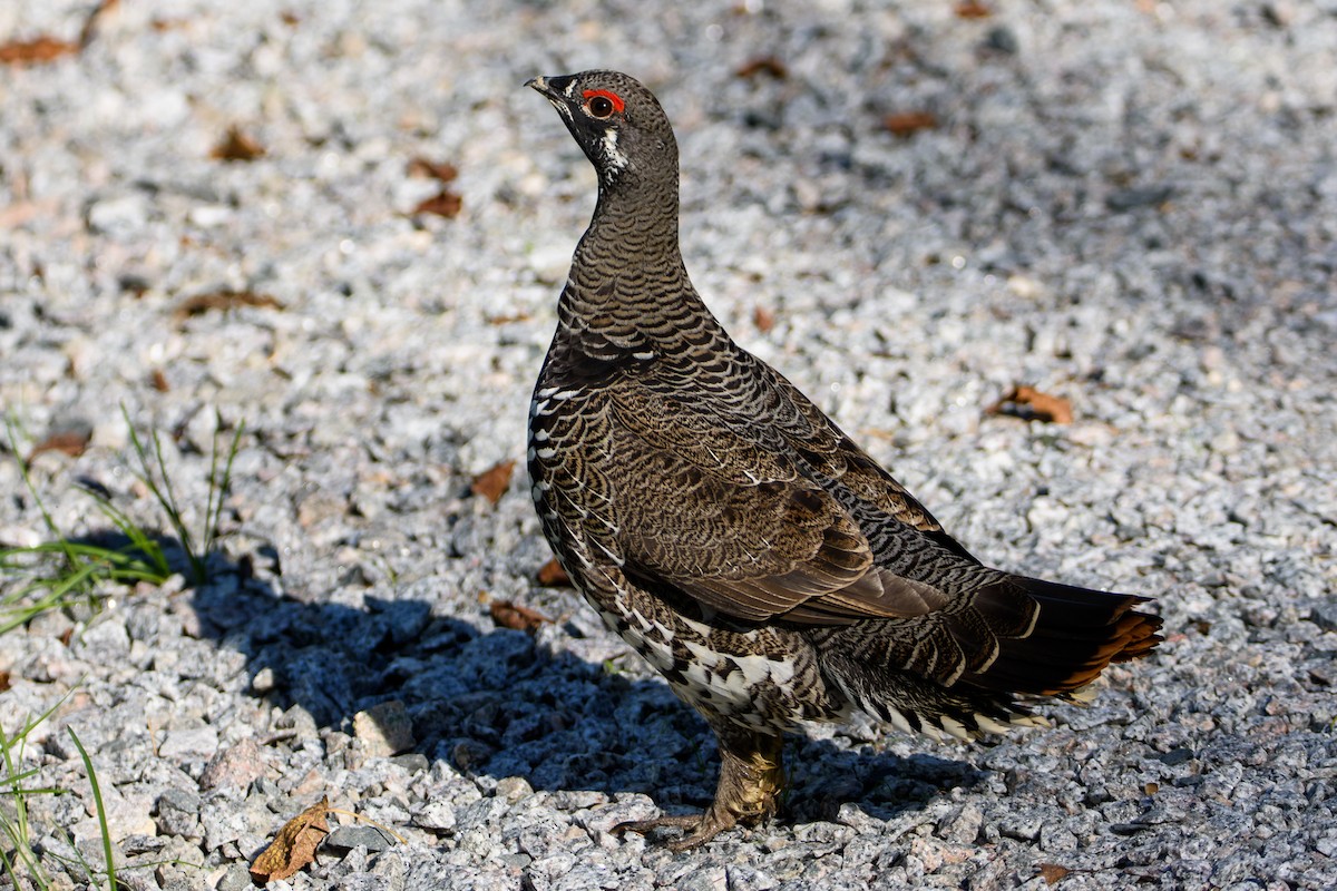 Spruce Grouse - ML647600738