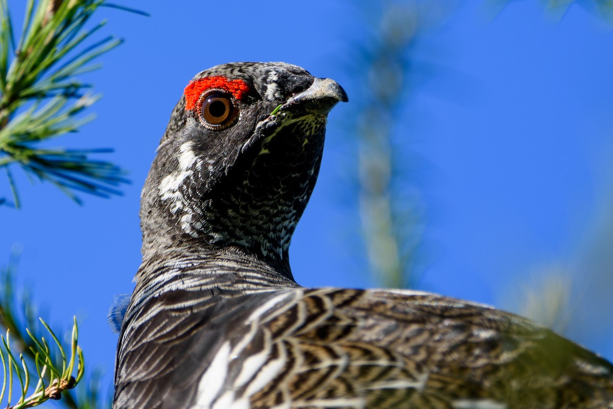 Spruce Grouse - ML647600739