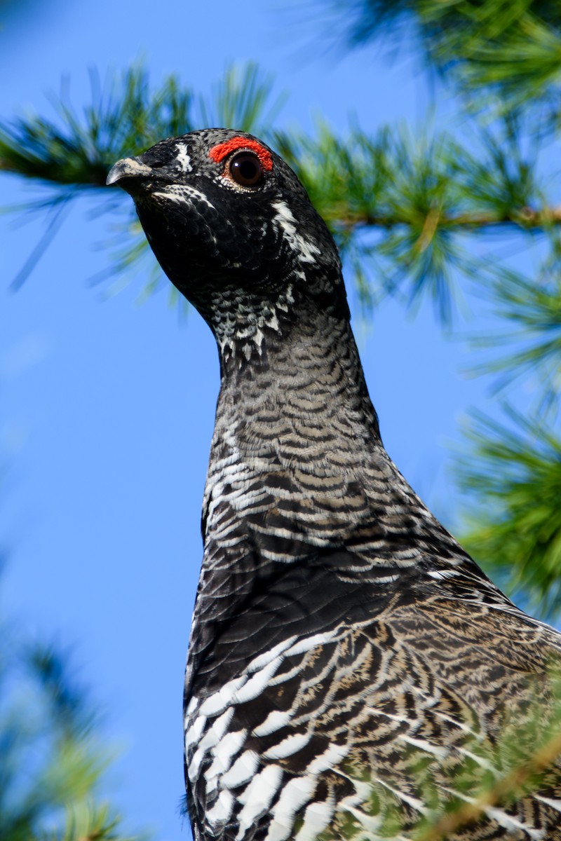 Spruce Grouse - ML647600740
